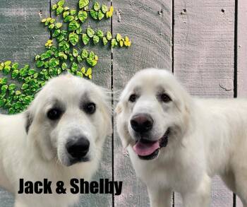 Great Pyrenees Dogs Available for Adoption in Marshville, North Carolina - Jack & Shelby | PetCurious