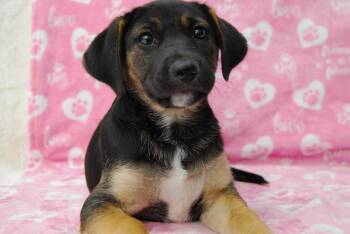 NESSA -  German Shepherd Dog Dog for Adoption in Miami, Florida - NESSA | PetCurious
