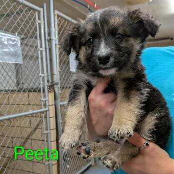 German Shepherd Dog and Beagle Dogs Available for Adoption in Greenville, Pennsylvania - Peeta | PetCurious