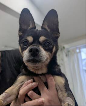 Chihuahua Dogs Available for Adoption - Lucky | PetCurious