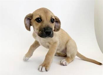 Labrador Retriever Dogs Available for Adoption - DELTA DANCERS | PetCurious