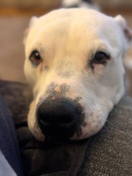 American Bulldog and Dogo Argentino Dogs Available for Adoption - Alfie  | PetCurious