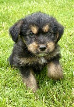 Remy -  Yorkshire Terrier Dog for Adoption in New Baltimore, Michigan - Remy | PetCurious