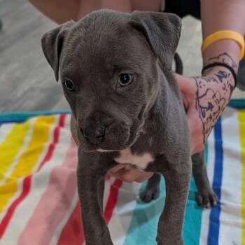 Mixed Breed Dogs Available for Adoption in Alma, Michigan - Dill (Rugrats Pup) | PetCurious