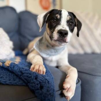 Nile Sweetpea -  Australian Cattle Dog Blue Heeler and Labrador Retriever Dog for Adoption in Friendswood, Texas - Nile Sweetpea | PetCurious