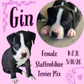 Gin -  American Staffordshire Terrier Dog for Adoption in Caldwell, Texas - Gin | PetCurious