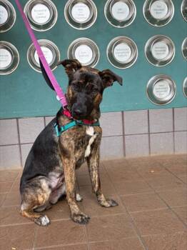 Jareru -  Mixed Breed Dog for Adoption in Honolulu, Hawaii - Jareru | PetCurious