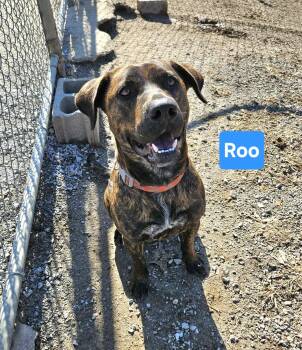 Labrador Retriever Dogs Available for Adoption - Roo | PetCurious