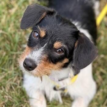 Sissy -  Yorkshire Terrier and Shih Tzu Dog for Adoption in Sparta, New Jersey - Sissy | PetCurious