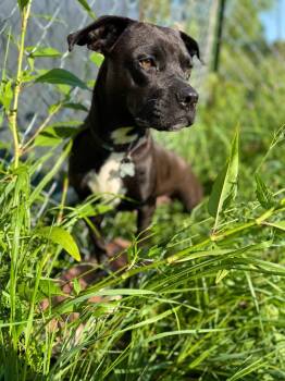 Mallory -  Staffordshire Bull Terrier and Mixed Breed Dog Available for Adoption in Hudson, New York - Mallory | PetCurious