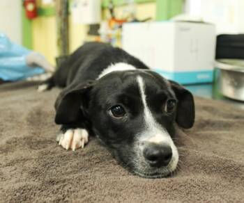 Rescue Dachshund and Fox Terrier Dogs for Adoption in Picayune, Mississippi - Bellamy | PetCurious