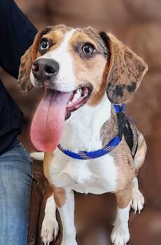 Tootie -  Beagle and Catahoula Leopard Dog Dog for Adoption in Wadsworth, Ohio - Tootie | PetCurious