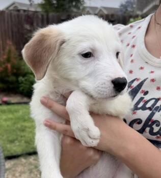 Great Pyrenees and Chihuahua Dogs Available for Adoption in Denver, Colorado - Biscuit | PetCurious
