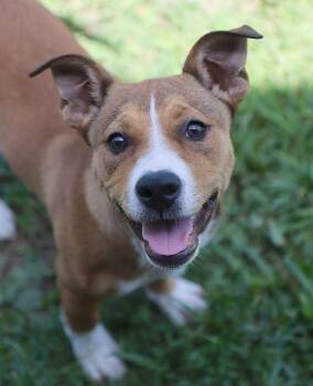 Tweety (AO36871) -  Labrador Retriever Dog for Adoption in Kansas City, Kansas - Tweety (AO36871) | PetCurious