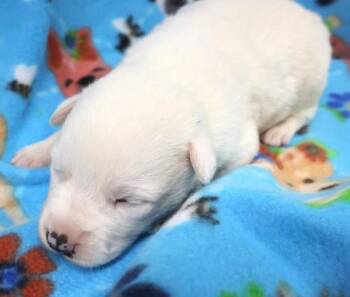 Border Collie and Shepherd Dogs Available for Adoption - Delilah | PetCurious