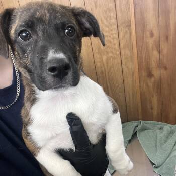 Mixed Breed Dogs Available for Adoption - Fluttershy | PetCurious