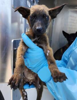 A814331 -  Belgian Shepherd Malinois Dog for Adoption in San Antonio, Texas - A814331 | PetCurious