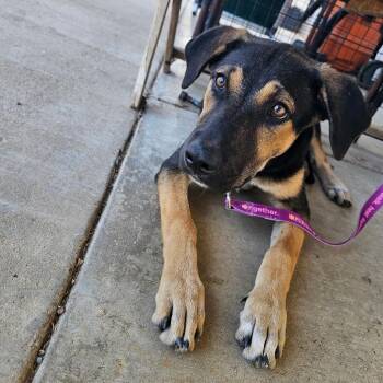 Maggie -  German Shepherd Dog and Mixed Breed Dog for Adoption in Wadena, Minnesota - Maggie | PetCurious