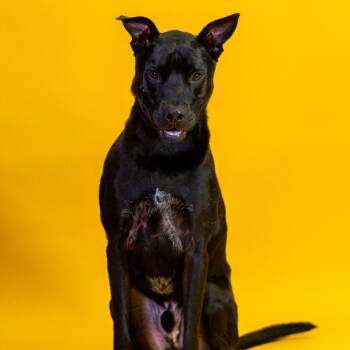 Levi -  Labrador Retriever and Shepherd Dog for Adoption - Levi | PetCurious