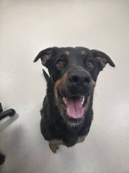 Jewels -  Rottweiler and Mixed Breed Dog for Adoption in Grand Junction, Colorado - Jewels | PetCurious