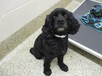 Rescue Cocker Spaniel Dogs for Adoption in Parker, Colorado - Lady H 25081 | PetCurious