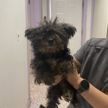 Rescue Poodle Dogs for Adoption in Northbrook, Illinois - Tarjay | PetCurious