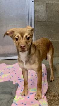 Mixed Breed Dogs Available for Adoption - Walter | PetCurious