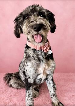 Bernadette -  Bernese Mountain Dog and Poodle Dog for Adoption in Valley Park, Oklahoma - Bernadette | PetCurious