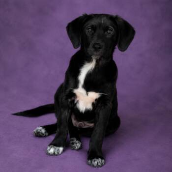 Homer -  Labrador Retriever Dog for Adoption in Heber Springs, Arkansas - Homer | PetCurious