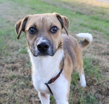 Rescue Black Mouth Cur and Feist Dogs for Adoption in Washington, District Of Columbia - Pup Jack | PetCurious