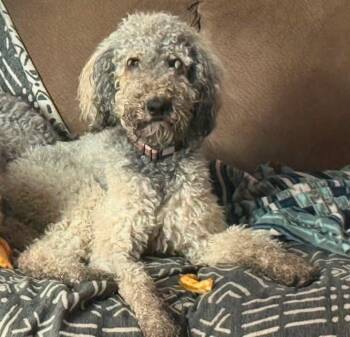 Olive -  Goldendoodle Dog for Adoption in Olympia, Washington - Olive | PetCurious