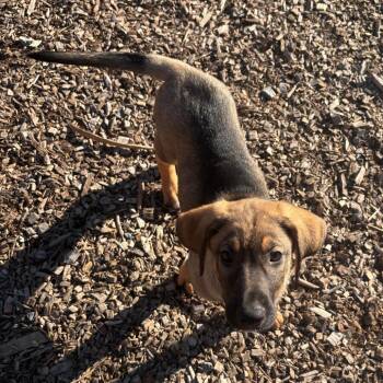 Rex -  Shepherd and Mixed Breed Dog for Adoption in Wappingers Falls, New York - Rex | PetCurious