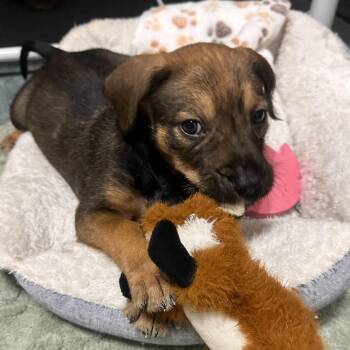Johnny Bumper Car -  Mixed Breed Dog for Adoption in Rockville, Maryland - Johnny Bumper Car | PetCurious