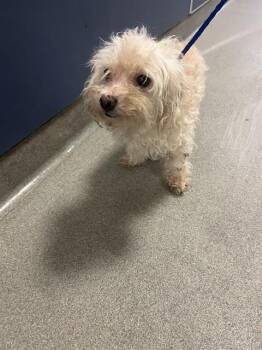 BELLA -  Poodle Dog for Adoption in Doral, Florida - BELLA | PetCurious