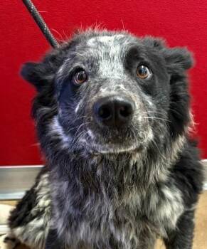 Bondi -  Australian Shepherd and Australian Cattle Dog Blue Heeler Dog for Adoption in Greeley, Colorado - Bondi | PetCurious