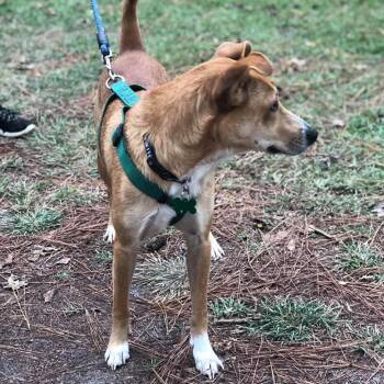Shiloh -  Whippet and Cattle Dog Dog for Adoption in Freeport, Florida - Shiloh | PetCurious