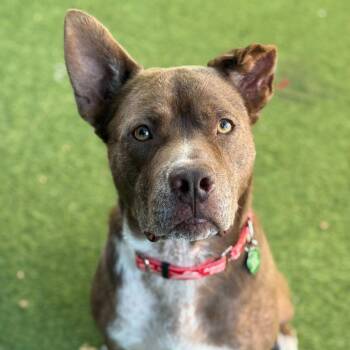 Gizmo -  Mixed Breed and Labrador Retriever Dog for Adoption in San Diego, California - Gizmo | PetCurious