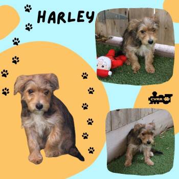 Rescue Yorkshire Terrier and Terrier Dogs for Adoption in Lindsay, California - Harley (Puppy) | PetCurious