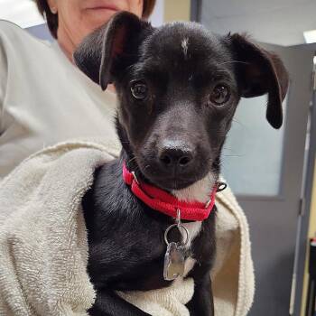 Chihuahua Dogs Available for Adoption - Howie | PetCurious