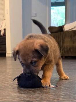 Labrador Retriever Dogs Available for Adoption in The Woodlands, Texas - Brownie | PetCurious