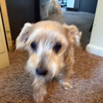 Gunner (morkie) - Home to Home -  Maltese and Yorkshire Terrier Dog for Adoption in South Elgin, Illinois - Gunner (morkie) - Home To Home | PetCurious