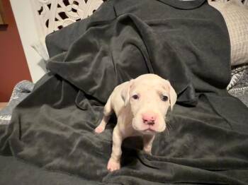 Stella -  Great Dane Dog for Adoption in Milton, Georgia - Stella | PetCurious