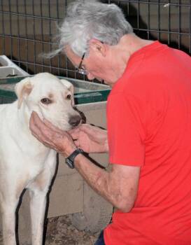 Rescue Labrador Retriever Dogs for Adoption in Columbus, Wisconsin - Bolt | PetCurious