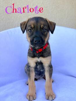 Charlotte -  German Shepherd Dog Dog for Adoption in Pleasant Hill, California - Charlotte | PetCurious