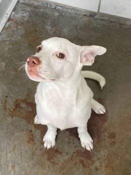 PUPSTER -  Labrador Retriever and Husky Dog for Adoption in Baytown, Texas - PUPSTER | PetCurious