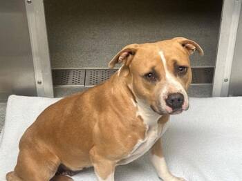 EMPANADA -  Pit Bull Terrier Dog for Adoption in Tustin, California - EMPANADA | PetCurious