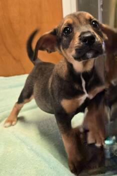 Piper -  Hound and Beagle Dog for Adoption in Sandusky, Ohio - Piper | PetCurious