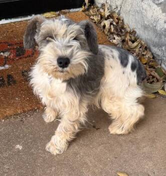 Rescue Schnauzer Dogs for Adoption in Cushing, Oklahoma - Effie | PetCurious