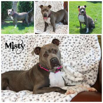 Misty -  Terrier Dog for Adoption in Sioux Falls, South Dakota - Misty | PetCurious
