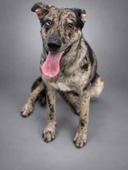 Harley -  Australian Shepherd and Mixed Breed Dog for Adoption in Bowling Green, Kentucky - Harley | PetCurious